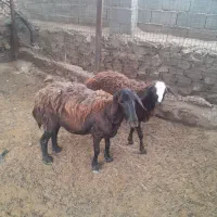 مال داشتی