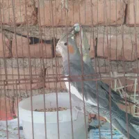 جوجه عروس هلندی