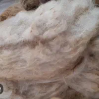 پشم گوسفند