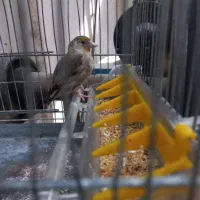 جوجه سهره قناری