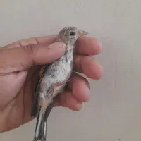 جوجه سره کال کال