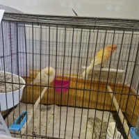 قناری سوپر رسمی پنج تخمه