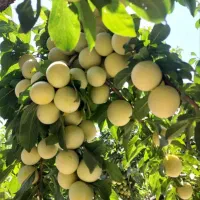 آلو قطره طلا لواشکی