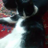 پیداشده امروز