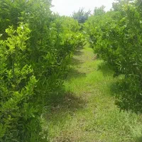 باغ مرکبات به متراژ 510 متر با درختان 5 ساله