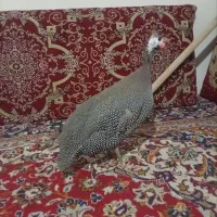 مرغ شاخدار