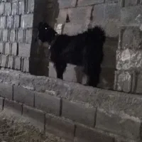 بزغاله نر (لنگ جمل)