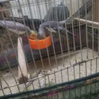 عروس هلندی نرماده باقفس 3تا تخم هم داره