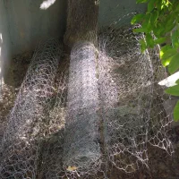 فنس فرنگی (گابیون)