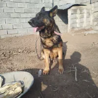 سگ ژرمن