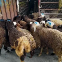 بره زل و تیسکن زنده