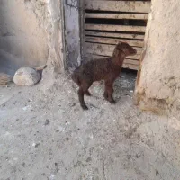 بره شیری