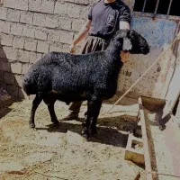 قوچ قره قزل موفر