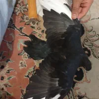 کبوتر