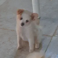 سگ پامر