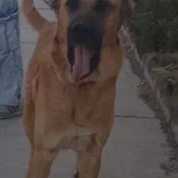 سگ سرابی