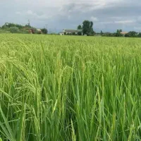 ارسال برنج هاشمی و کاظمی درجه یک یک تضمینی ا