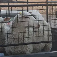 بره نر و ماده نژاد رومن   نژاد چهار قلو زا