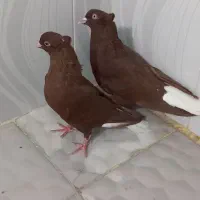 مجسمه|مجسمه، تندیس، ماکت|زابل, |دیوار