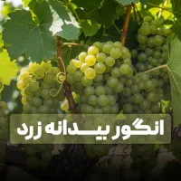 فروش نهال صنوبر با هدیه ویژه، ارسال فوری