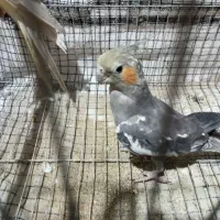 عروس هلندی