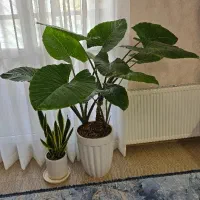 3تاگل بابا ادم در یک گلدان