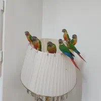 ۵عددطوطی گرینچیک دستی