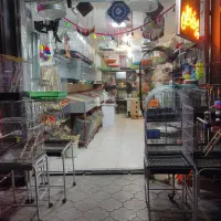 قفس پرنده و کبوتر و لوازم پرندگان زینتی عروس هلندی