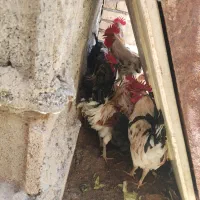 مرغ وخروس اصل اصل