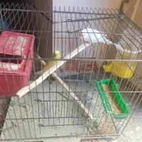 مرغ عشق