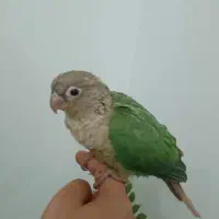 پاین اپل 1 ماهه