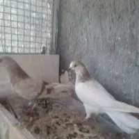 کبوتر