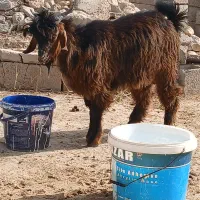 فروش بره وبزغاله پروار بصورت تکی وجمله