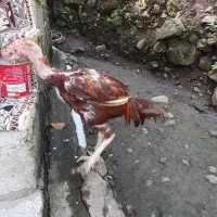 خروس لاری