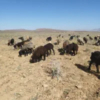 پنجاه راس میش بره دار