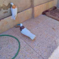 کبوتر