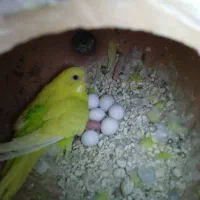مرغ عشق و فنچ نرگسی