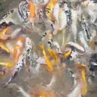 فروش ماهی کوی در رنگبندی متنوع