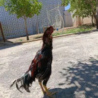 مرغ و خروس لاری