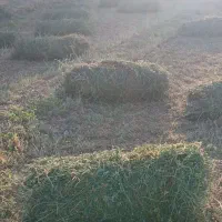 یونجه|خدمات باغبانی و درختکاری|انزل, |دیوار
