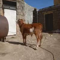 گوساله نر سمیتال قرمز