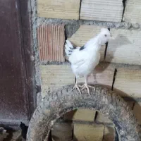 جوجه گلین بهترین نژاد بامرغ گلین دم تخم