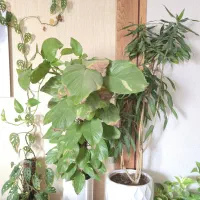 پتوس برگ پهن پیله موآ و پتوس حصیری