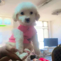 سگ پامر