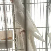 عروس هلندی