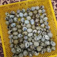 تخم بلدرچین نطفه دار هچ بالا