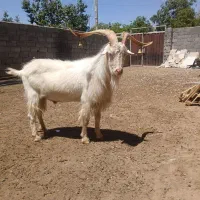 نر بز سانن