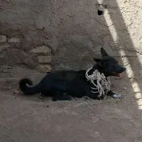 سگ پا کوتاه