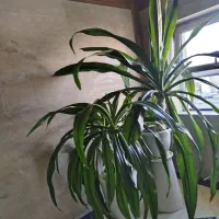 گل سوسن عنکبوتی
