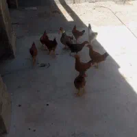 جوجه محلی
